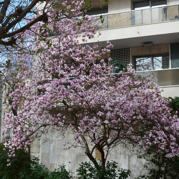 Notre magnolia favori qui nous époustoufle chaque année