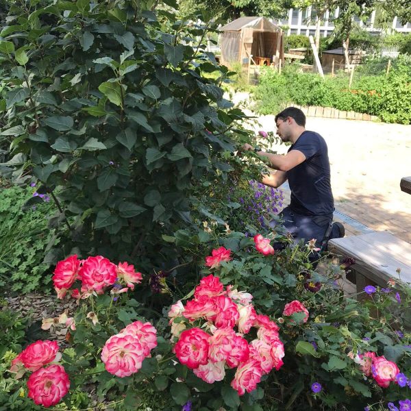 Jardinier travaillant sur des roses - Roses bicolores - Rosier "Jubilé du prince de monaco"