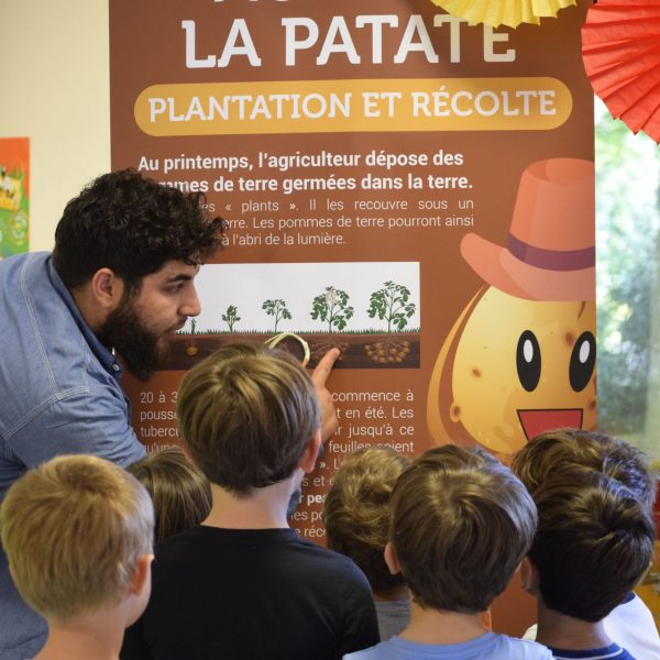 explication plantation pomme de terre - récolte