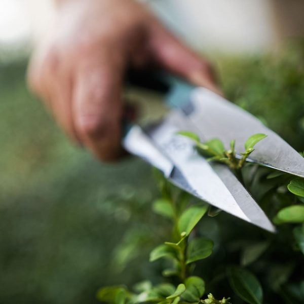 Sécateur anglais- taille de taupière - taille de précision - entretien - jardinage- espace vert