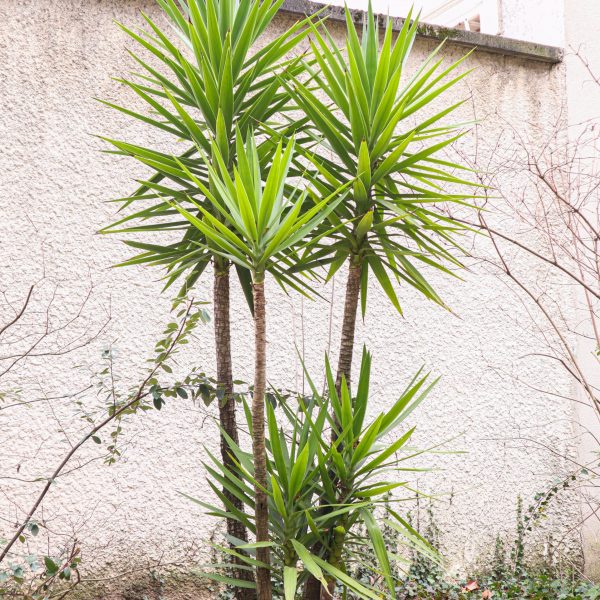29 Entretien et taille de plantes méditéranéenne- yucca - jardin méditéranéen - graminées - agave - palmier - tropicale