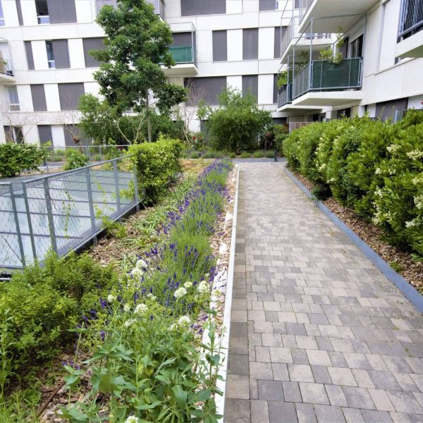 fleurs - aromatique - lavande - romarin