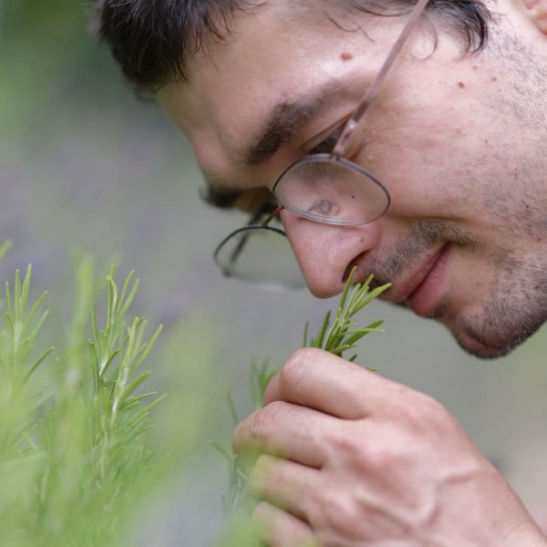 Aromatiques - plantes aromatiques - romarin dans le jardin - taille du romarin - potager aromatique