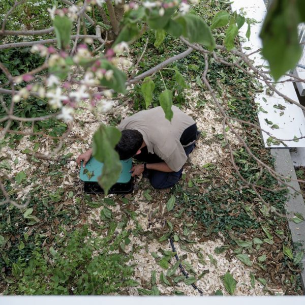 regard Rainbird - nourrice extérieure-arrivée d'eau - départ d'arrosage automatique-programmateur-Solénoïde