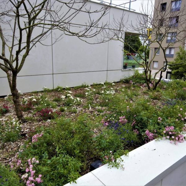 fleurs - jardin anglais - couleurs naturelles - environnement - biodiversité - 92000- hauts de seine