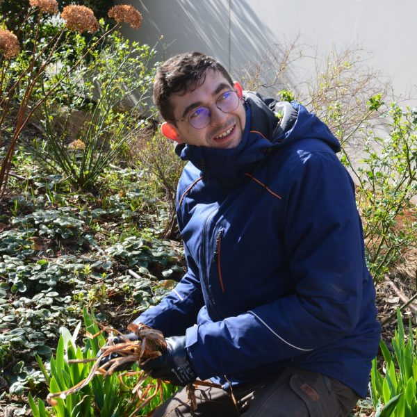 fraisiers -stolons- stolons de fraisiers - désherbage - sourire - lunette - hortensia fânée -jardinier