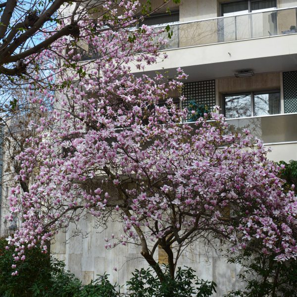 Notre magnolia favori qui nous époustoufle chaque année