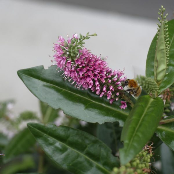 abeille qui butine - butinage fleurs - miel - pollen - biodiversité - fleurs