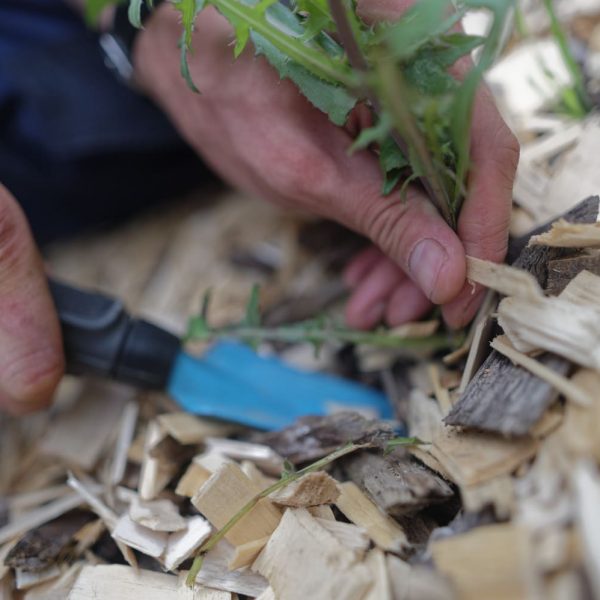 On déracine nos amis indésirables