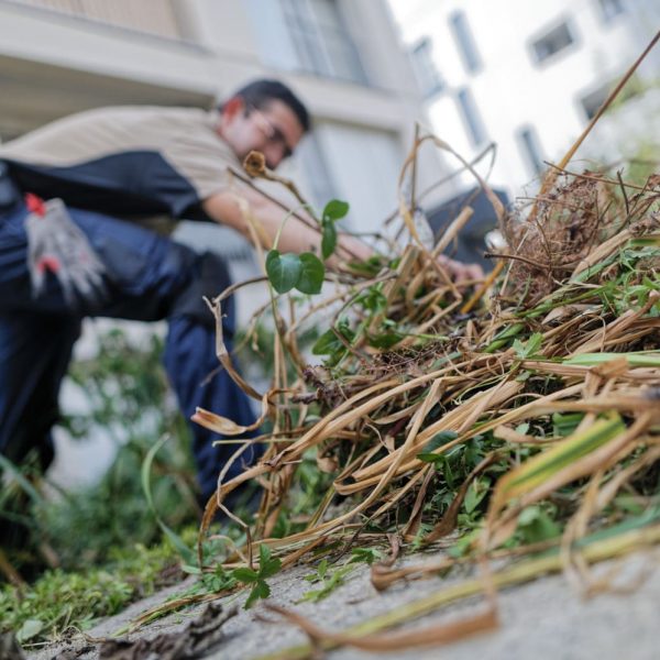 plantes envahissantes - désherbage - aération des massifs- écoquartier- jardinage