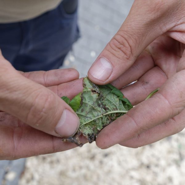 Invasion de larve - nuisible - feuilles infestées
