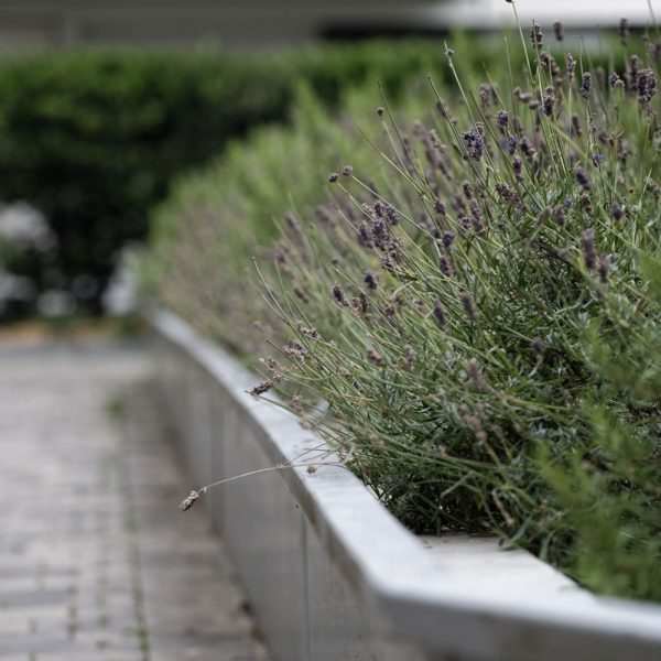 Nous plantons jolies et utiles, Lavandes et Romarins une association excellentes