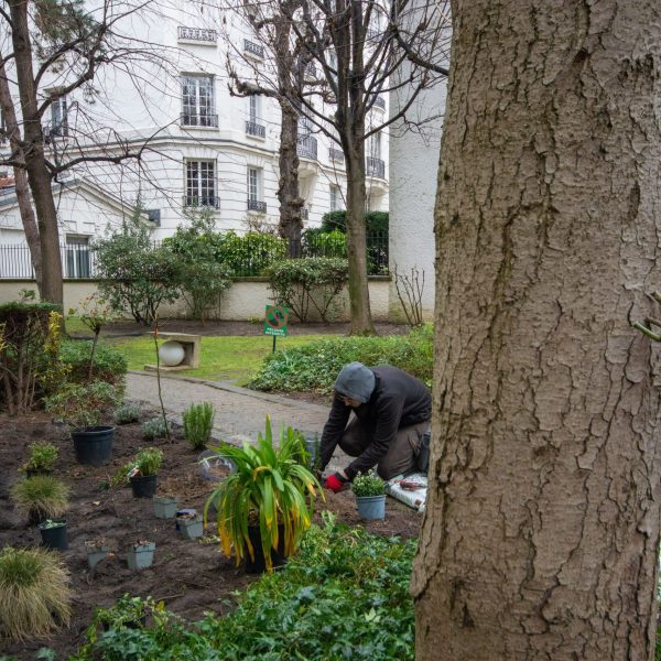 Jardinier qui plante - plantation de massif - agapanthe - romarin -