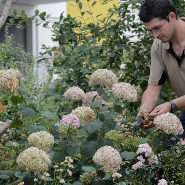 Rosier et hortensia- Rabattage de vivace, Rabattage de rosiers, Rabattage d'hortensia, pompom d'hortensia, fleurs d'hortensia