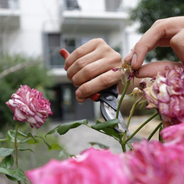 Esthétique des massifs- espaces verts- coproprieté- fleurs-rose-fânée- Tige- sécateur qui coupe- taille à la main-Rosier-