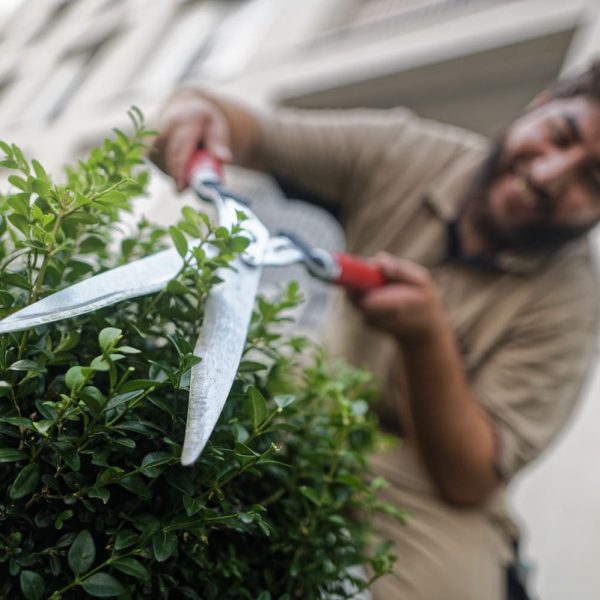 Jardin à la française - chlorophyle - boule - ilex crenata- cisaille - outillage espace vert - travail avec le sourire-beige-barbe