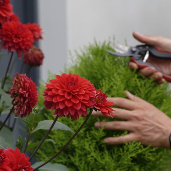rabattage de vivace - taille de taupière - jardin à la française - jardin de versaille- buis - ifs -conifère - artisanat -