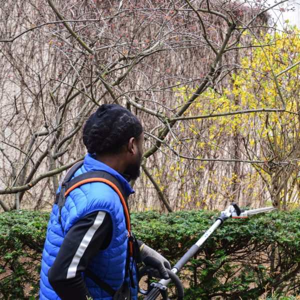 taille haie stihl - demi-arbre stihl - demi-arbre taille haie- moteur à batterie - taille des ifs - conifère